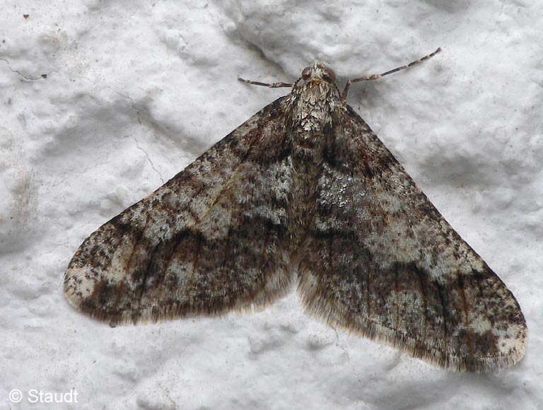 Agriopis leucophaearia (DENIS & SCHIFFERMLLER, 1775)