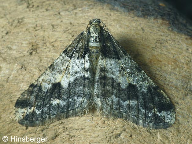 Agriopis leucophaearia (DENIS & SCHIFFERMLLER, 1775)