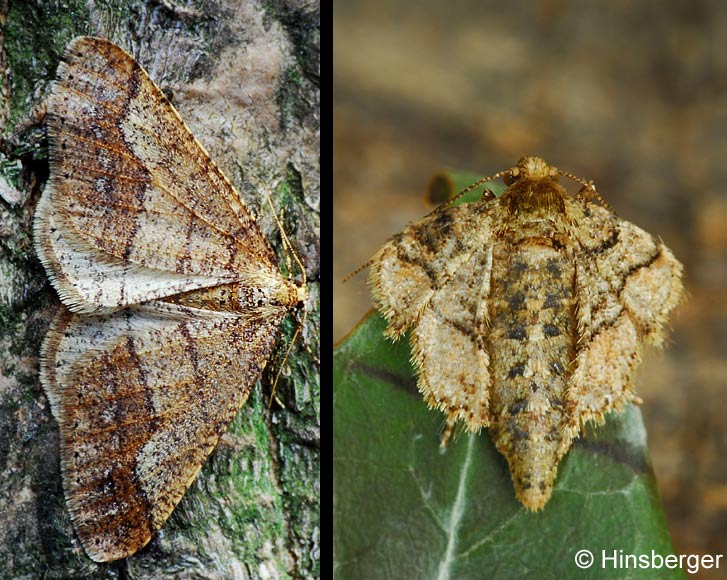 Agriopis marginaria (FABRICIUS, 1776)