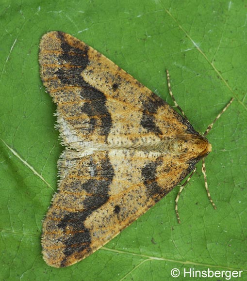 Erannis defoliaria (CLERCK, 1759)