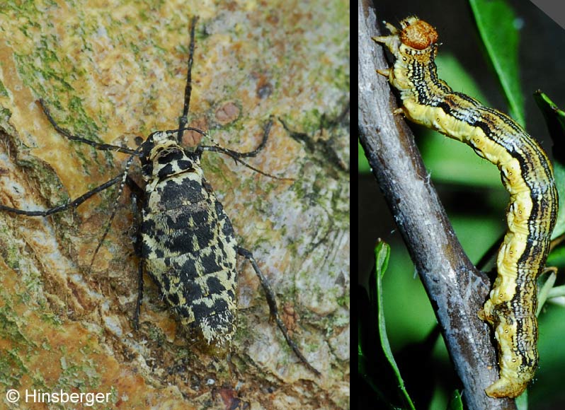 Erannis defoliaria (CLERCK, 1759)