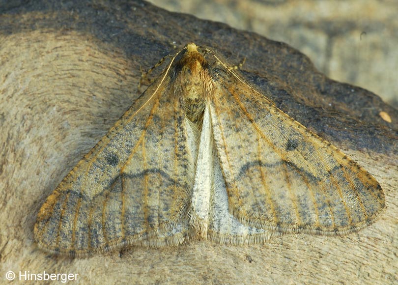 Erannis defoliaria (CLERCK, 1759)