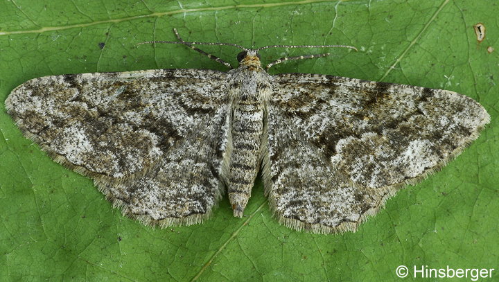 Peribatodes secundaria (DENIS & SCHIFFERM�LLER, 1775)