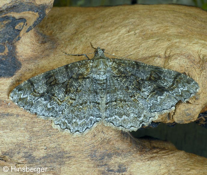 Alcis repandata (LINNAEUS, 1758)