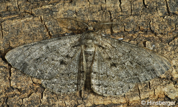 Hypomecis roboraria (DENIS & SCHIFFERMLLER, 1775)