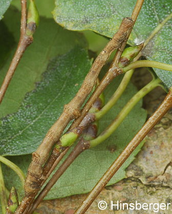 Hypomecis punctinalis (SCOPOLI, 1763)