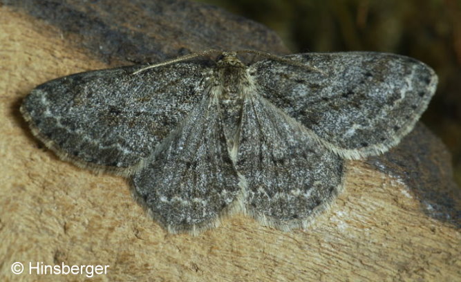 Ectropis crepuscularia (DENIS & SCHIFFERMLLER, 1775)