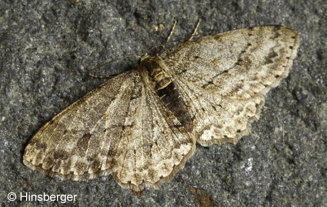 Ectropis crepuscularia (DENIS & SCHIFFERMLLER, 1775)