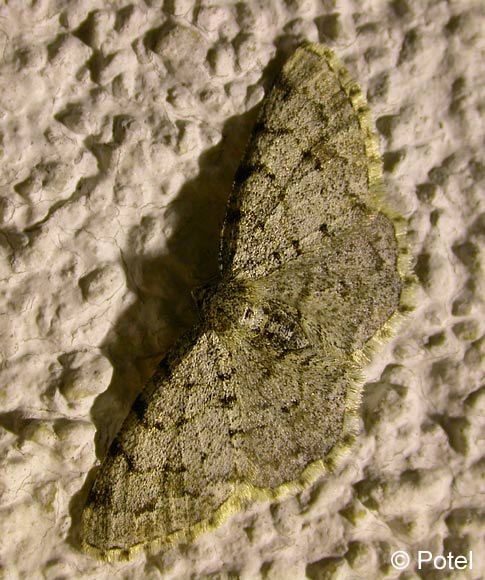 Aethalura punctulata (DENIS & SCHIFFERMLLER, 1775)