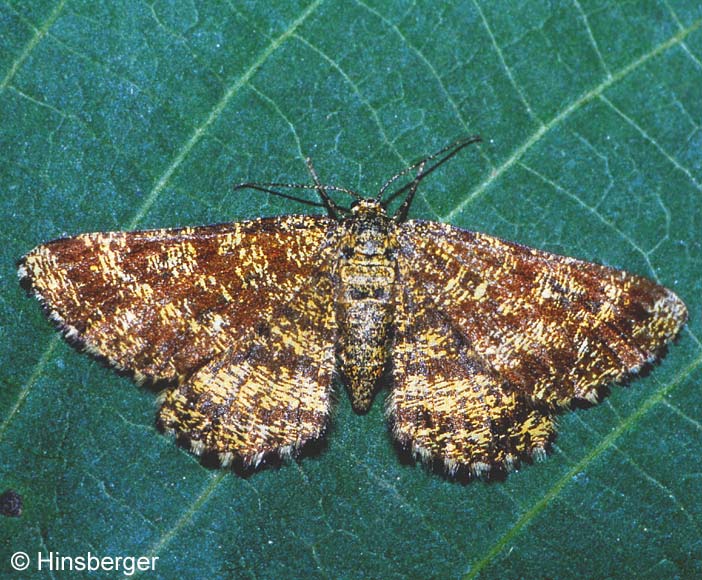 Ematurga atomaria (LINNAEUS, 1758)