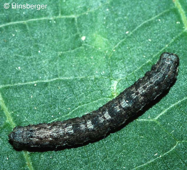 Ematurga atomaria (LINNAEUS, 1758)