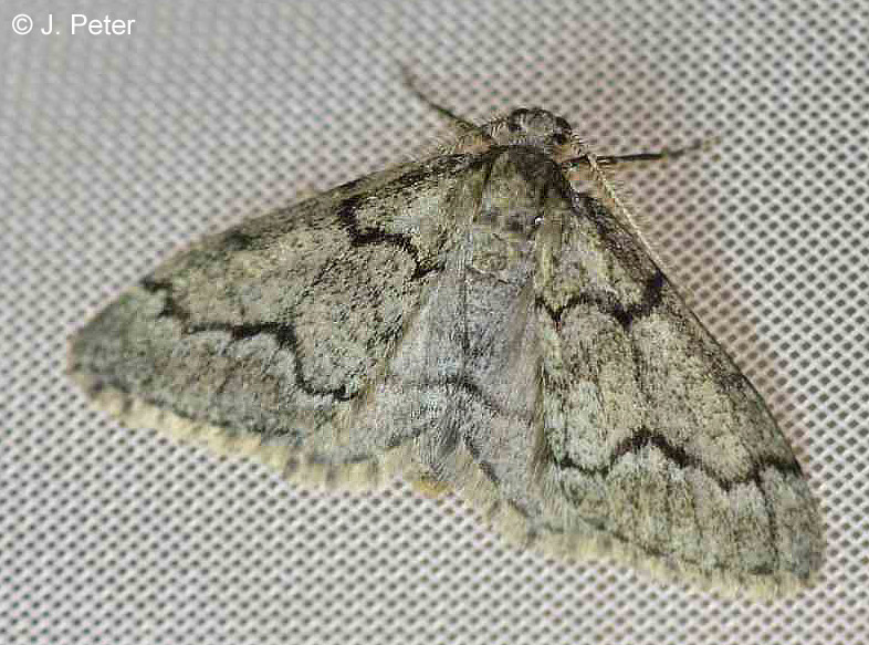 Tephronia sepiaria (HUFNAGEL, 1767)