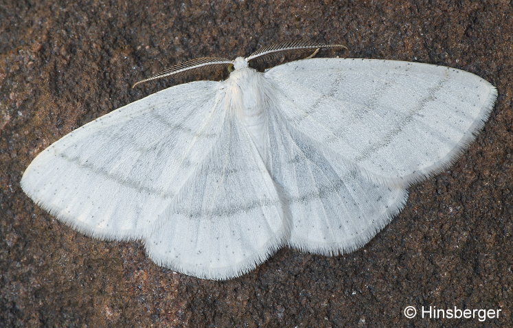 Cabera pusaria (LINNAEUS, 1758)