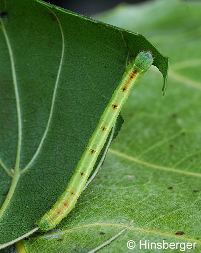 Cabera pusaria (LINNAEUS, 1758)