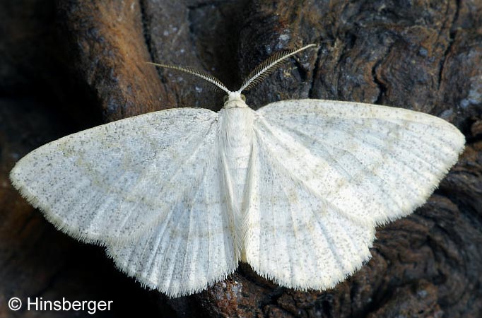 Cabera exanthemata (SCOPOLI, 1763)