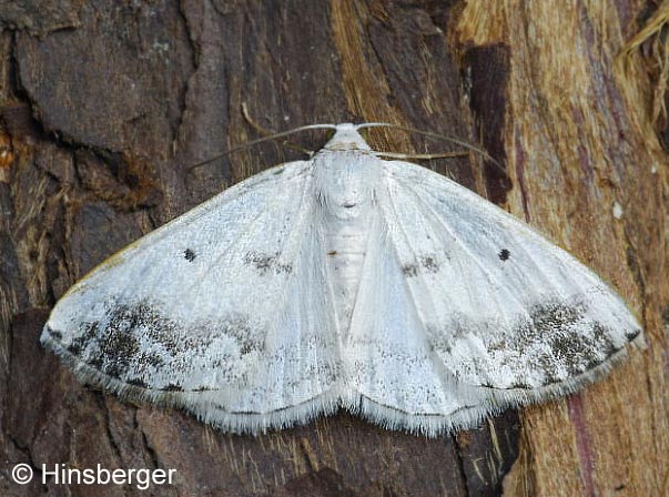 Lomographa temerata (DENIS & SCHIFFERMLLER, 1775)