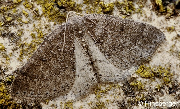 Aleucis distinctata (HERRICH-SCHFFER, 1839)