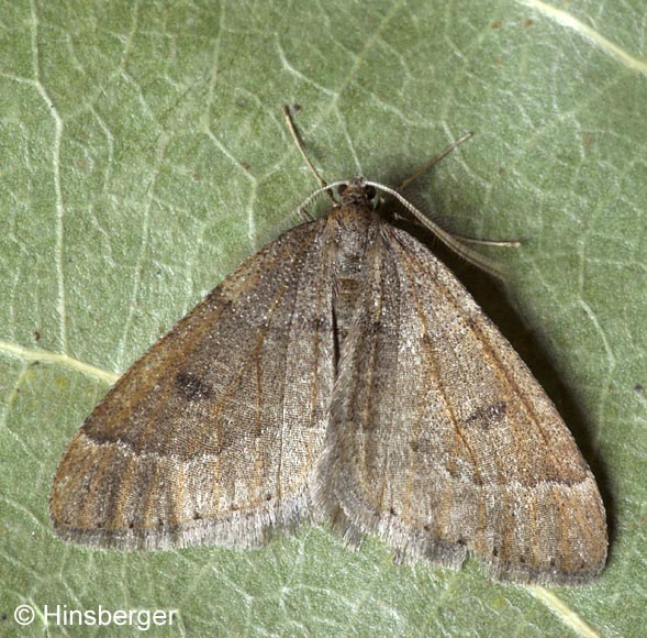 Theria primaria (HAWORTH, 1809)