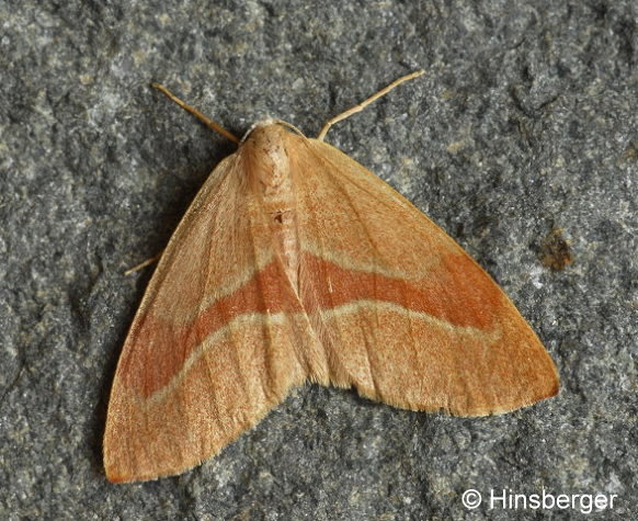 Hylaea fasciaria (LINNAEUS, 1758)