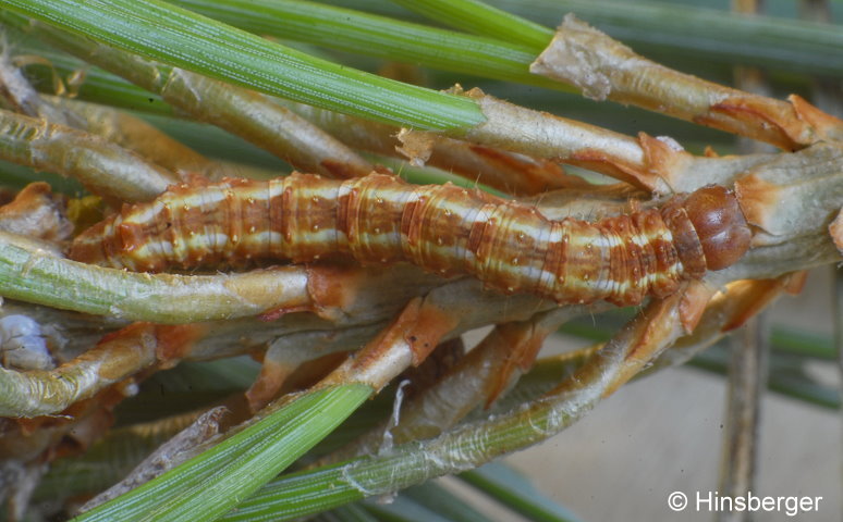 Hylaea fasciaria (LINNAEUS, 1758)