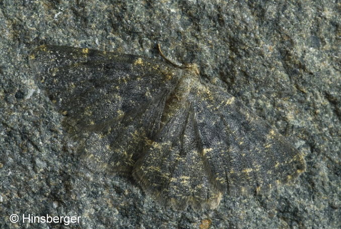 Charissa glaucinaria (H�BNER, 1799)