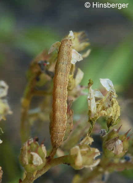 Charissa glaucinaria (H�BNER, 1799)
