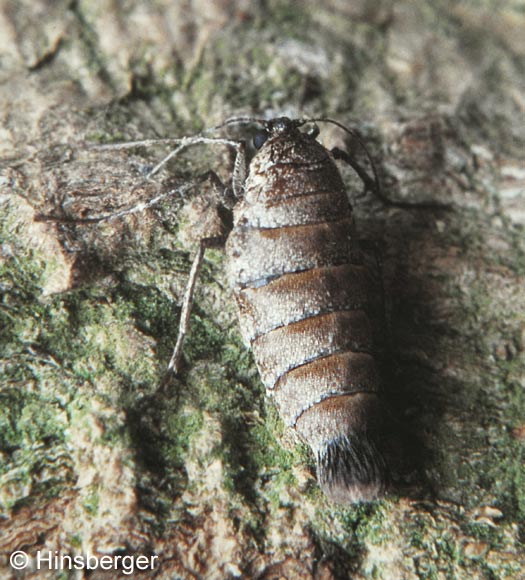 Alsophila aescularia (DENIS & SCHIFFERMLLER, 1775)