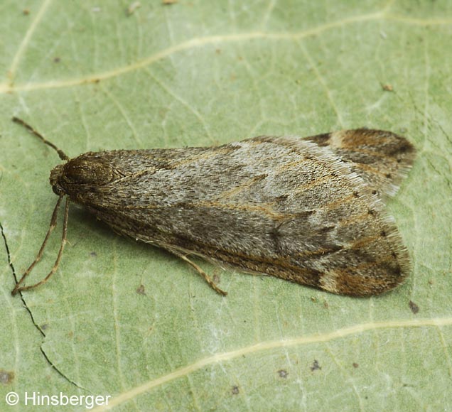 Alsophila aescularia (DENIS & SCHIFFERMLLER, 1775)