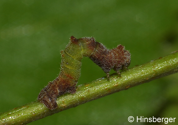 Geometra papilionaria (LINNAEUS, 1758)