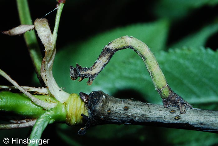 Hemithea aestivaria (HBNER, 1789)