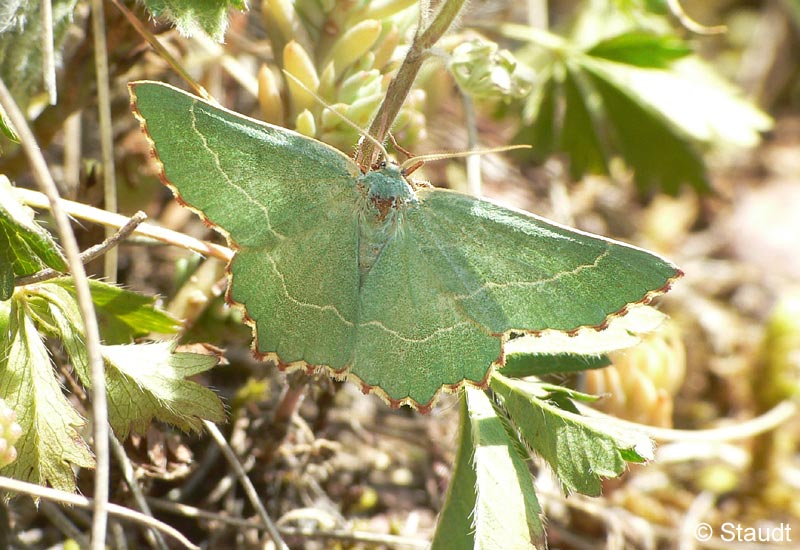 Thalera fimbrialis (SCOPOLI, 1763)
