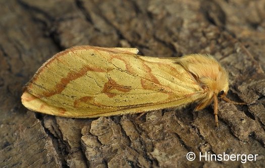 Hepialus humuli (LINNAEUS, 1758)