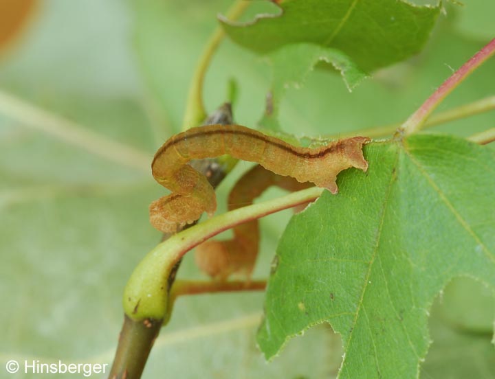 Cyclophora lennigiaria (FUCHS, 1883)