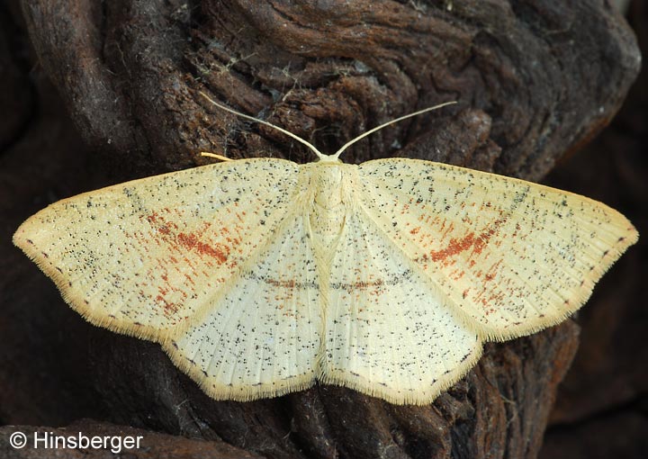 Cyclophora punctaria (LINNAEUS, 1758)