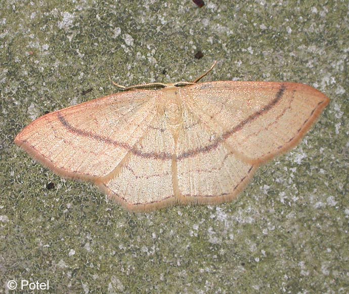 Cyclophora linearia (HBNER, 1799)