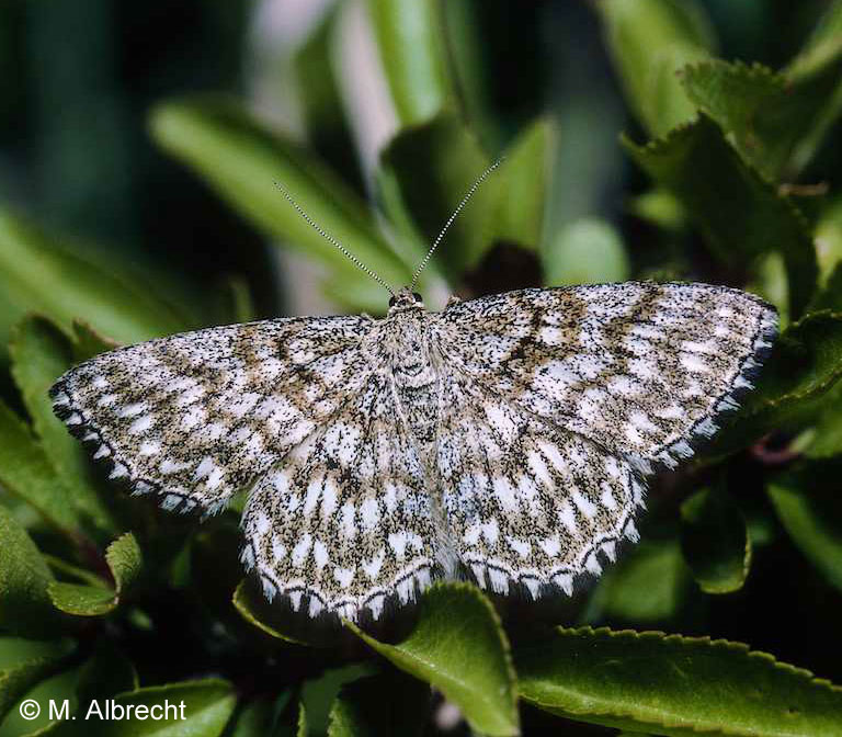 Scopula tessellaria (BOISDUVAL, 1840)