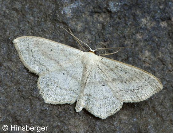 Scopula nigropunctata (HUFNAGEL, 1767)