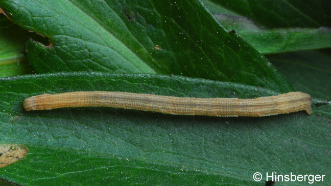 Scopula nigropunctata (HUFNAGEL, 1767)