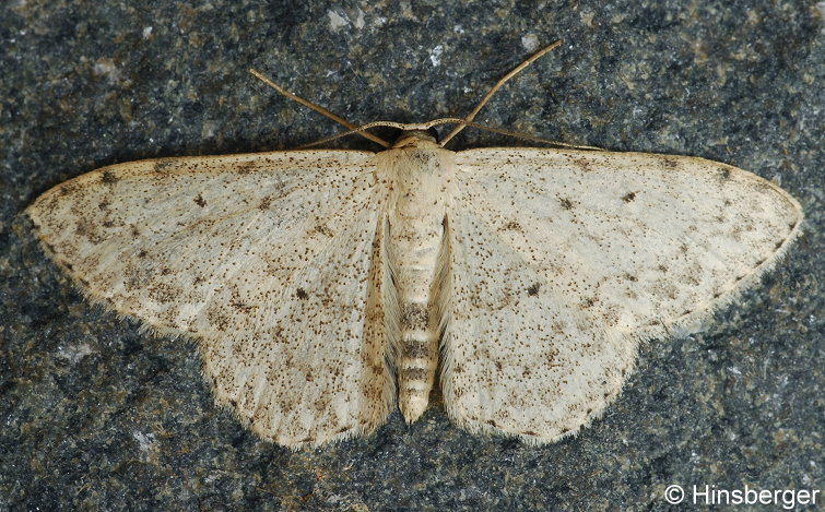 Scopula marginepunctata (GOEZE, 1781)