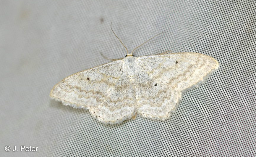 Scopula incanata (LINNAEUS, 1758)