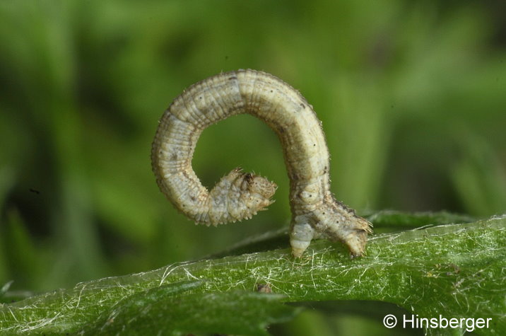 Idaea antiquaria (HERRICH-SCHFFER, 1847)