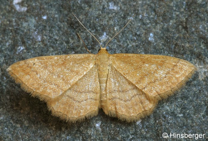 Idaea ochrata (SCOPOLI, 1763)