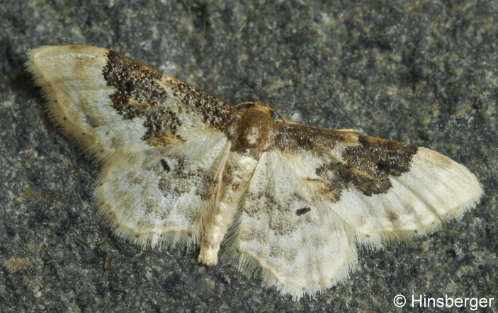 Idaea rusticata (DENIS & SCHIFFERMLLER, 1775)