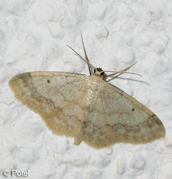 Idaea biselata (HUFNAGEL, 1767)