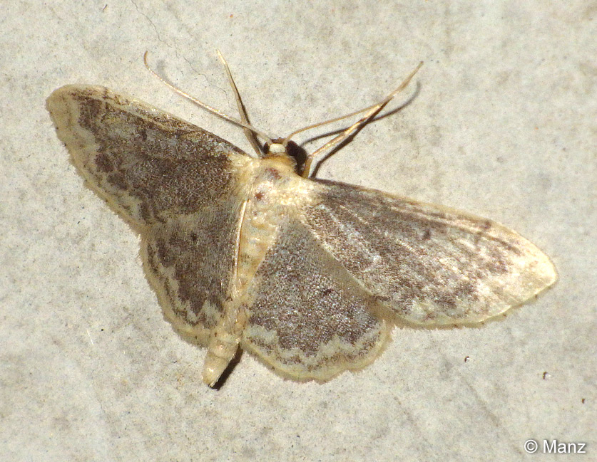 Idaea biselata (HUFNAGEL, 1767)