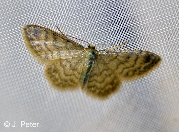 Idaea dilutaria (HBNER, 1799)