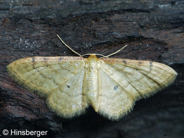 Idaea humiliata (HUFNAGEL, 1767)