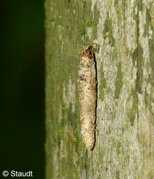Taleporia tubulosa (RETZIUS, 1783)