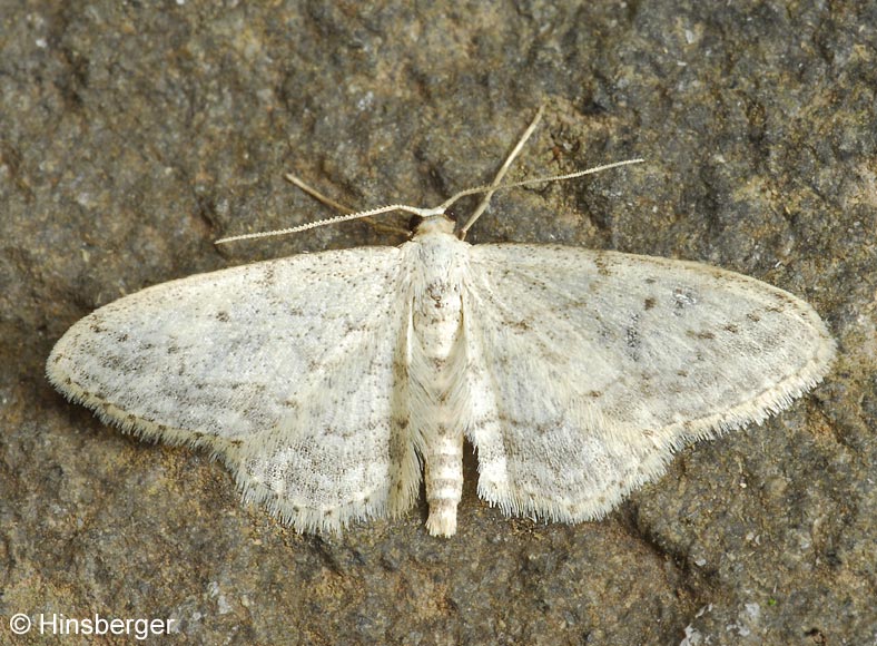 Idaea seriata (SCHRANK, 1802)