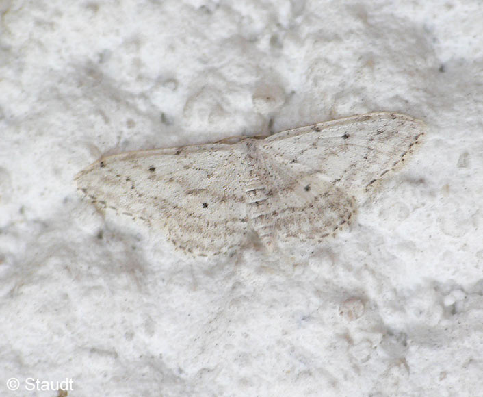 Idaea seriata (SCHRANK, 1802)